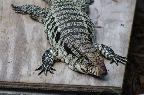 Category: Tegu - Hector's Habitat