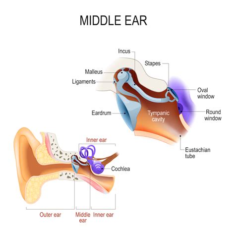 The Anatomy of the Middle Ear - AudioCardio - Sound Therapy and Hearing ...