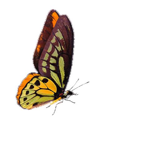 Butterfly Animated Gif For Powerpoint 11 Gif Images Download