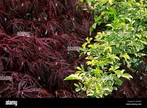 Contrasting foliage of Japanese maple and variegated aralia Stock Photo ...