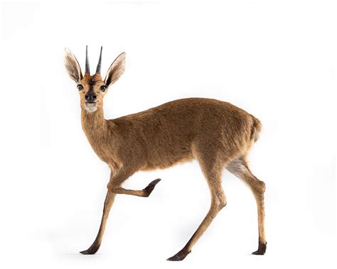 Common Duiker - Full Mount - Splitting Image Taxidermy