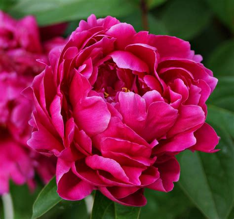 Dark Pink Peony Photograph by Sandy Keeton