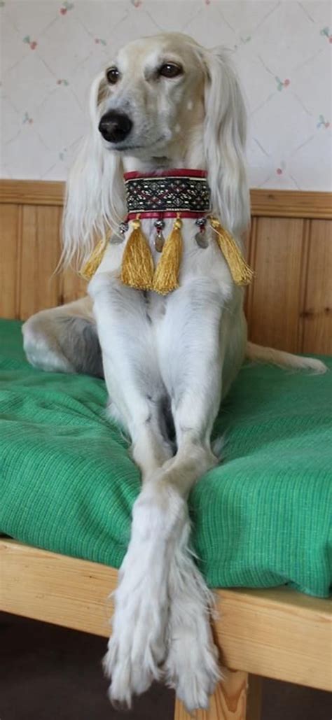 45 Cute Pictures of Saluki Dog with Puppies: Clicks that will make you fall in love with them ...