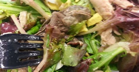 kenneth in the (212): Frog In Your Throat? (Or, Mr. Toad's Wild Mixed Greens)