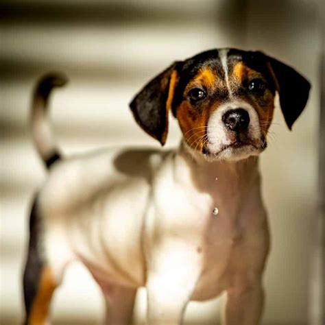 Jack Russell Beagle Mix - Your Ultimate Breed Information Guide - Your ...