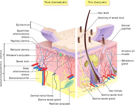 File:Skin layers.png - Wikimedia Commons