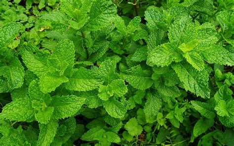 Mint Leaves