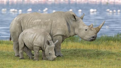 White Rhino | The Life of Animals