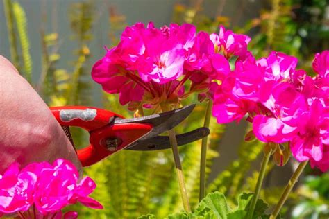 How to Prune Geraniums | Gardener’s Path