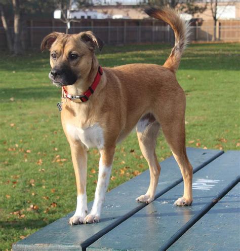 Skeeter the German Shepherd, Boxer Mix - DogPerDay