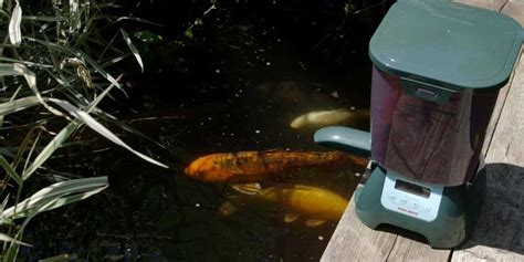 Diy Fish Feeder For Pond - DIY Craft