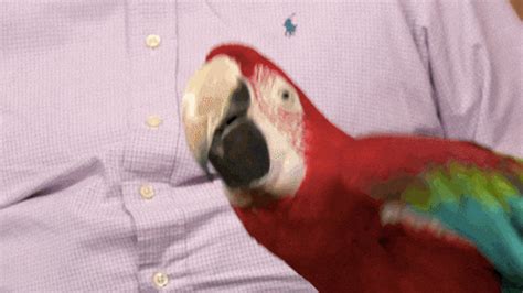 Happy Parrot GIFs - Get the best GIF on GIPHY