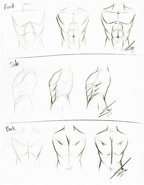 Torso Tutorial by Juacamo on DeviantArt | Guy drawing, Drawing tutorial, Torso