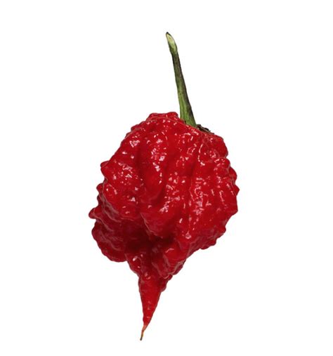 What Are The Spiciest Peppers In The World? - Small Axe Peppers