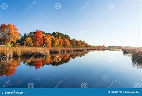 Fall Colors in Ottawa, Canada Stock Photo - Image of blue, fall: 128893710