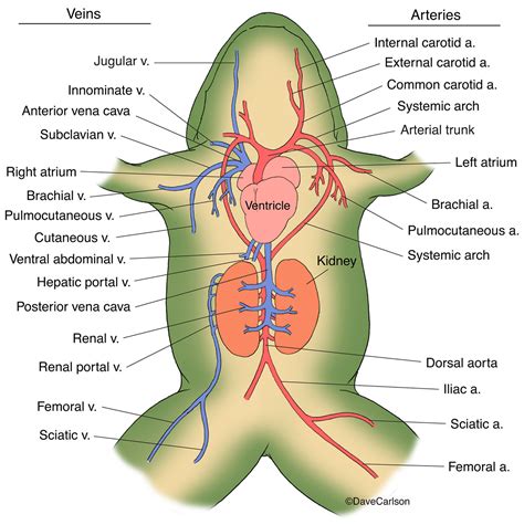 Frog Circulatory System Diagram