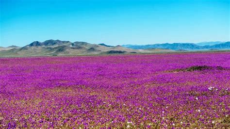 Flowers bloom after rain at the world's driest desert : r/pics