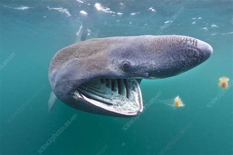 Basking shark feeding on plankton - Stock Image - C041/4320 - Science ...