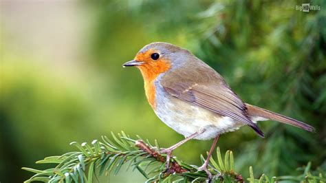 Robin Bird Wallpapers - Top Free Robin Bird Backgrounds - WallpaperAccess