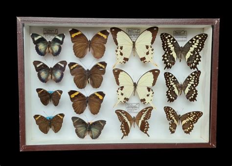 Butterfly Collection in glazed display case - Scientific - - Catawiki