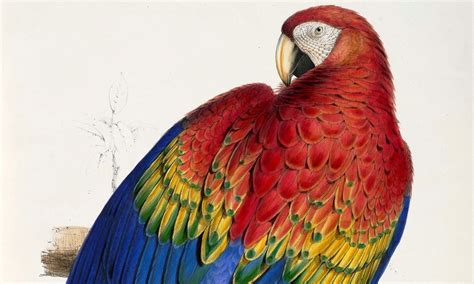 Scarlet macaw DNA points to ancient breeding operation in Southwest