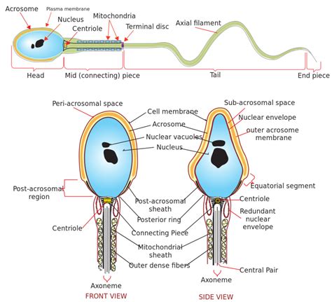 Physiology of the Male Reproductive System | Boundless Anatomy and Physiology