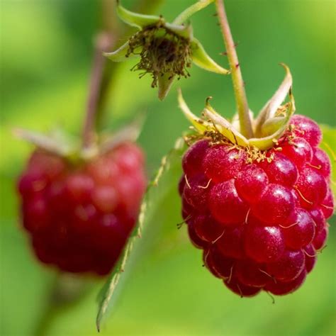 Raspberry Meeker | Juicy & Sweet Berries | The Plant Store NZ