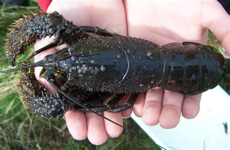 Crayfish/kōura: Invertebrates: Native animals: Conservation