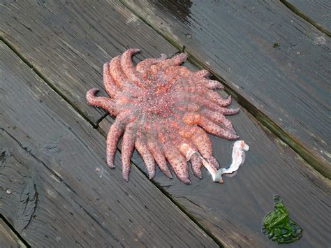 File:Strange starfish.jpg - Wikimedia Commons
