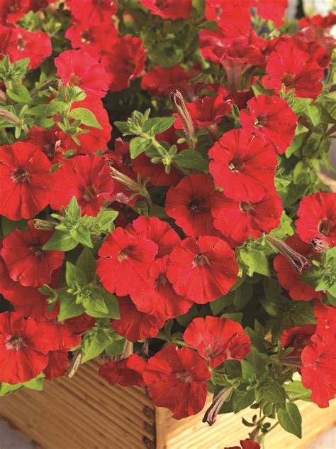 PETUNIA Picobella Red | Petunias, Hummingbird plants, Flower pots