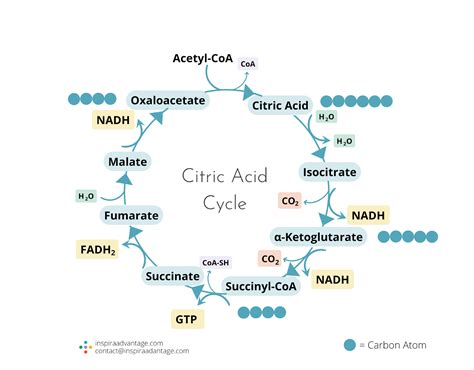 Citric Acid Cycle on the MCAT: Steps + FAQs