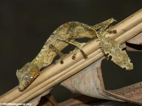 Picture: Uroplatus phantasticus