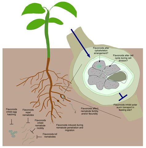 Plants | Free Full-Text | Functions of Flavonoids in Plant–Nematode ...