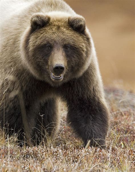 Grizzly Bear- Eye To Eye Photograph by Tim Grams