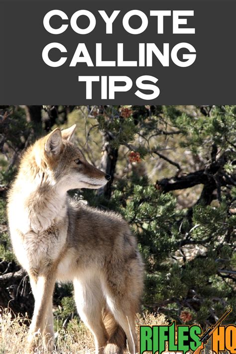 COYOTE CALLING TIPS coyote hunting | coyote hunting humor hilarious | coyote hunting gear ...