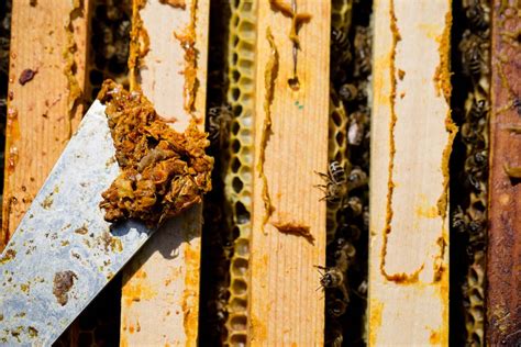 What is propolis – The Bee Store