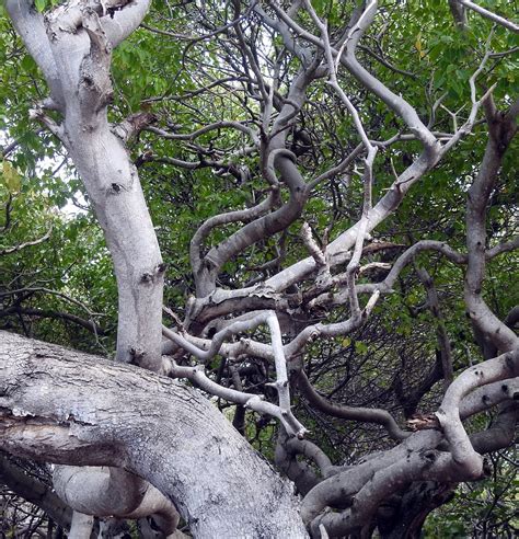 Hiking Curaçao - Flora and Fauna: Manzanilla tree. Warning!