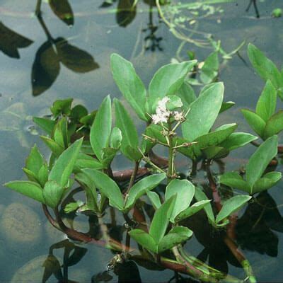 British Native pond and bog plants of UK | Waterside Nursery | Bog plants, Pond plants uk, Plants uk