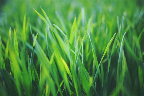 Shallow Focus Photography of Green Grasses during Daytime · Free Stock ...