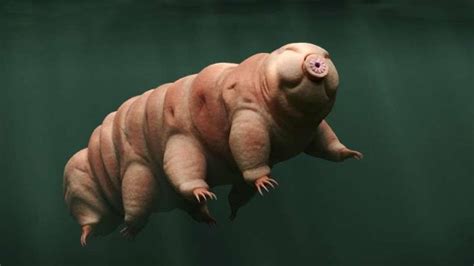 Tardígrados | Tardigrade, Animals, Sea animals