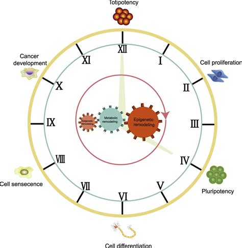 Cell biological processes are orchestrated by precise E-M-E signaling... | Download Scientific ...