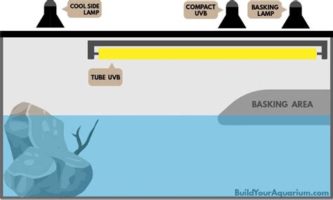 Turtle Lighting: How to Set up the Perfect Light System for Your Turtle Tank