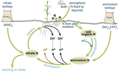 Soil Salinity and Soil Alkalinity - Agri learner