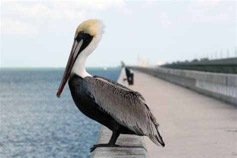 Free Pelican Stock Photo - FreeImages.com