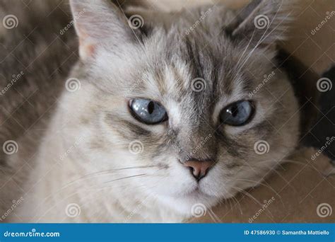 Les Yeux Bleus D'un Chat Siamois Photo stock - Image du bleu, yeux ...