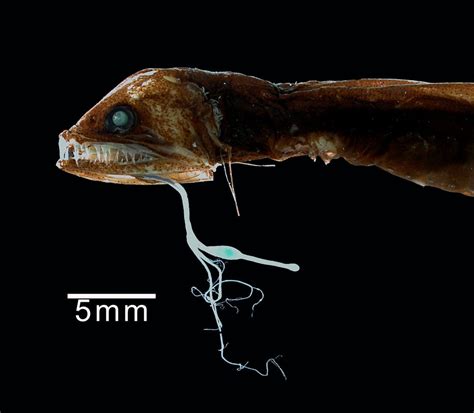 Dragonfish