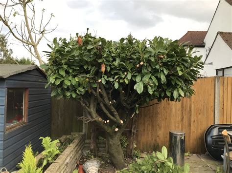 Heavy pruning a cherry laurel — BBC Gardeners' World Magazine