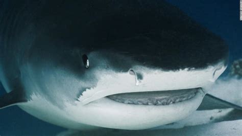 Camera captures 'jaw-dropping' view inside of a shark's mouth - CNN Video