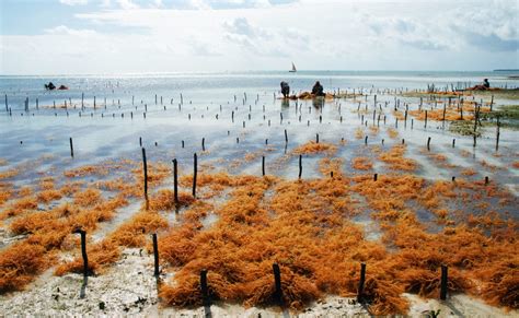 Ground-breaking sustainable seaweed standard launched - NP NEWS | The ...