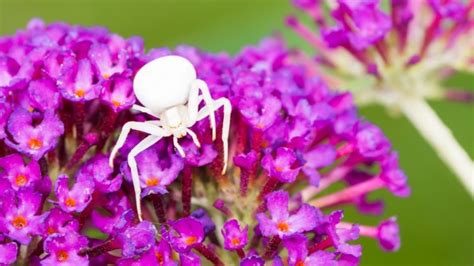 Crab Spider Bite - Spider Bite Treatment